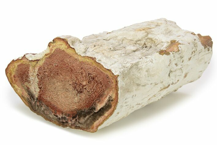 Permian Petrified Tree Fern (Tietea) Trunk Section - Brazil #259332